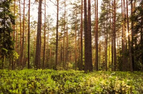 Sunlight on trees in a pine forest at sunset Stock Photos