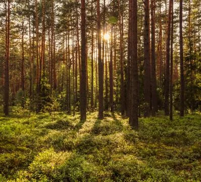 Sunlight on trees in a pine forest at sunset Stock Photos