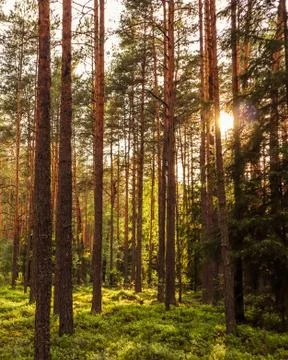 Sunlight on trees in a pine forest at sunset Stock Photos