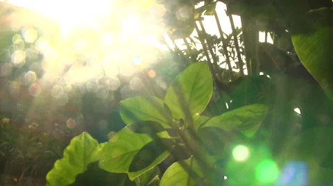 Sunlight from Tropical Forest Stock Footage 41380178