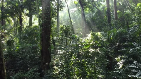Sunlight in Tropical Forests, IPB Research Forest, Bogor City. Stock Footage 267846085