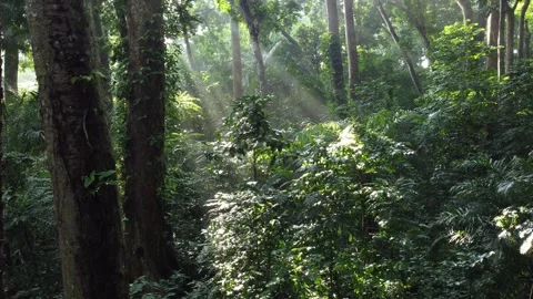 Sunlight in Tropical Forests, IPB Research Forest, Bogor City. Stock Footage 267846435