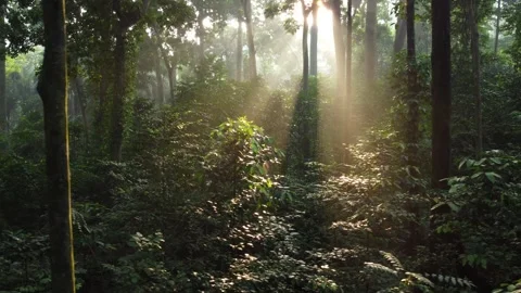 Sunlight in Tropical Forests, IPB Research Forest, Bogor City. Stock Footage 277108246