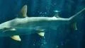 Sunlight in Tropical Ocean 03 Underwater Marine Life HD Footage