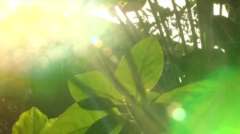 Sunlight from Tropical Plant Stock Footage 41380185