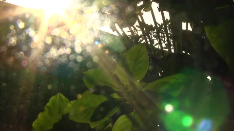 Sunlight from Tropical Trees Stock Footage 41380168
