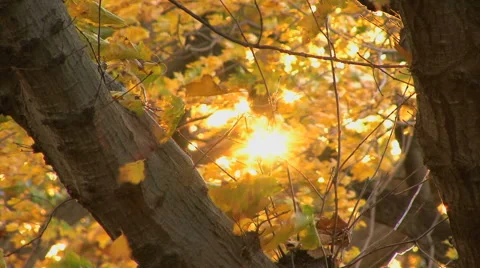Sunlight trough branches and leaves HD Stock Footage 41234835