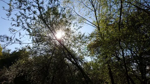 Sunlight trough branches of a willow tree Stock Footage 129514581