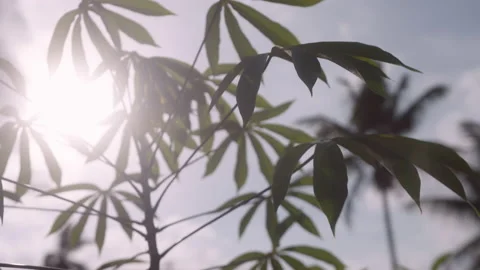 Sunlight trough cassava leaves Stock Footage 148186032
