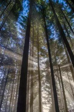 Sunlight trough the forest. Stock Photos