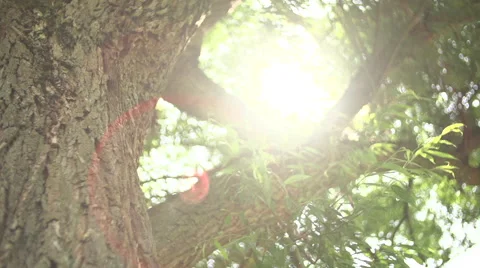 Sunlight trough Tree Vidéo 47049178