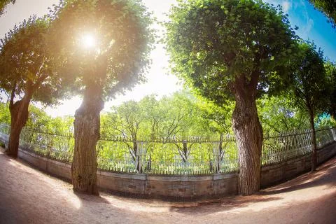 Sunlight Trough Trees Stock Photos