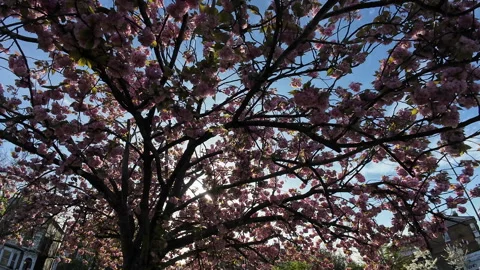 Sunlight under tree in bloom. Stock Footage 271625153