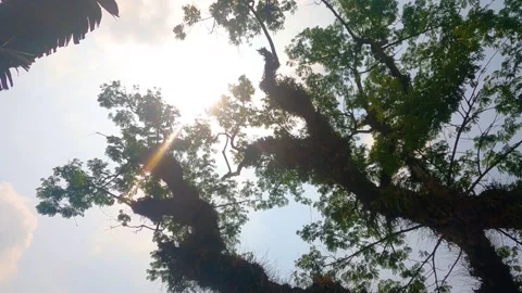 Sunlight under the tree time lapse Stock-Footage 242143111