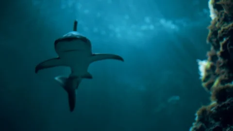 Sunlight under water. Fish and sharks swim between corals. Stock Footage 113353051