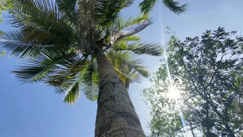 Sunlight view from the coconut tree Stock Footage 229419500
