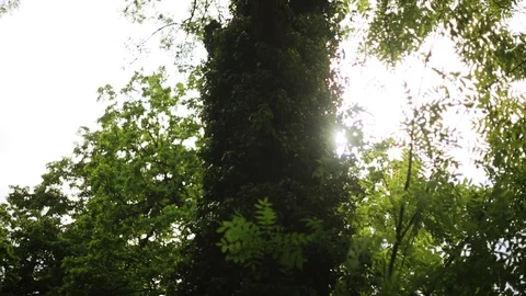 Sunlight view of trees green leaf background sky bright garden day plants season Stock Footage 98645810
