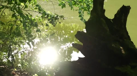 Sunlight on Water - In The Leaves Stock Footage 52555505