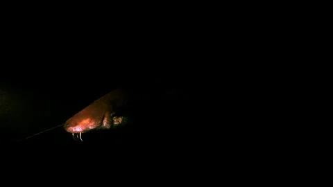 Sunlight on wels catfish head in darkness Видео 318854255