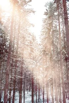 Sunlight in winter forest Stock Photos