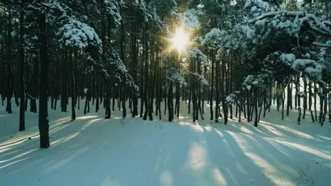 Sunlight winter forest, snowy pine woods, peaceful winter morning Video stock 311902105