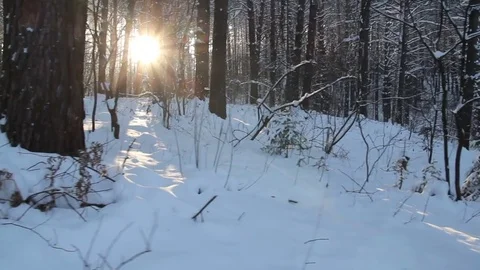Sunlight in winter forest. Sun shines through tree branches covered with snow Stock Footage 83148368