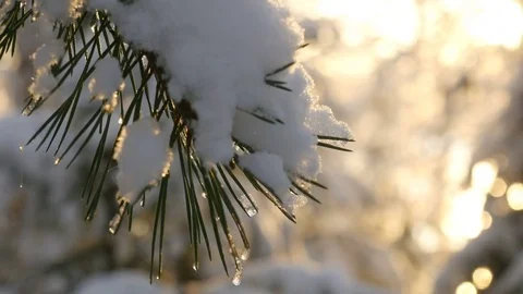Sunlight in winter forest. Sunshine through tree branches covered with snow Stock Footage 82697675