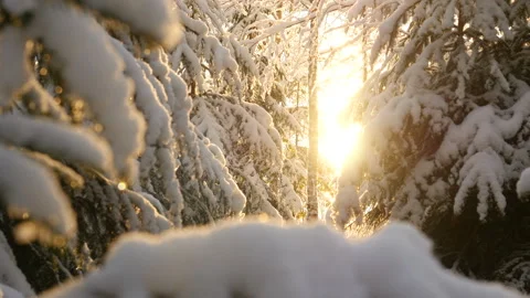 Sunlight in winter forest. Sunshine through tree branches covered with snow Stock Footage 102042546