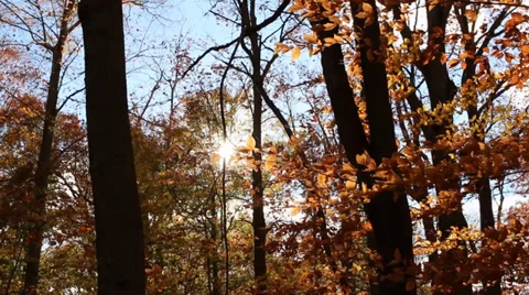 Sunlight in Woods on Fall Afternoon Stock Footage 36150180