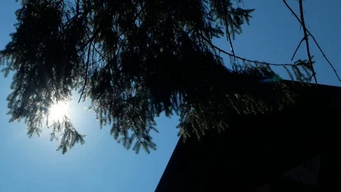 Sunlight in the woods Stock Footage 95410147