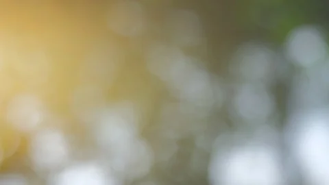 Sunlight yellow bio background, abstract blurred foliage sun light Stock Footage 108470334