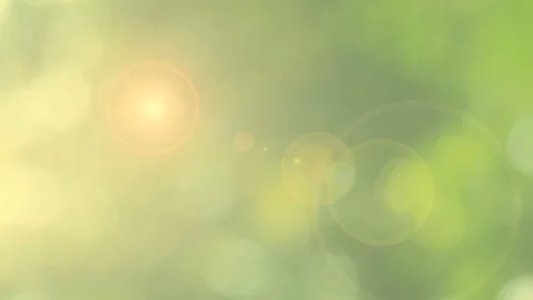 Sunlight yellow bio background, abstract blurred foliage sunlight Stock Footage 108571557