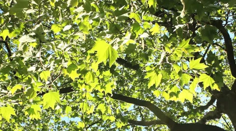 Sunlighted tree waving in the wind Video stock 24285542