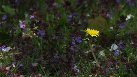 SUNLIGHTOVERFLOWERS Stock Footage 195993831
