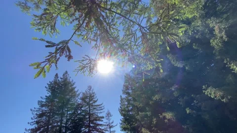 Sunlights Stock Footage 203389090