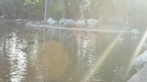 SunLights Into Lake Cove Stock Footage 45919143