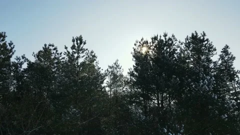 Sunlights make their way through tree branches in winter forest Stock Footage 147018761