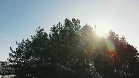 Sunlights make their way through tree branches in winter forest Stock Footage 147380772