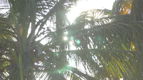 Sunlights making their way through the palm trees leaves, Dominican Republic Stock Footage 50390298