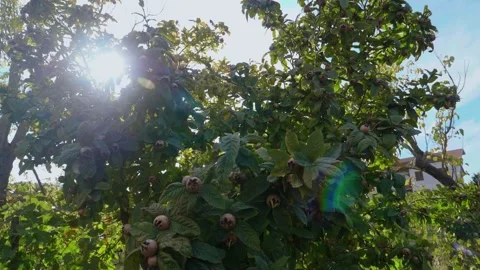 Sunlights passing through a germanic medlar tree full of fruits Stock Footage 141592047