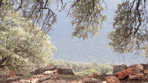 Sunlights shining through the tres branches Stock Footage 104086738