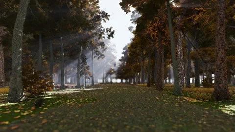 Sunlights through the trees in a forest during autumn time Stock Footage 237428840