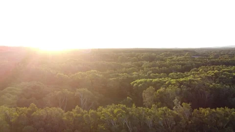Sunlit aerial drone flight over trees in Anna Bay, Australia Stock Footage 345144238