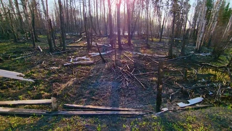 Sunlit aftermath of a forest fire with charred trees and debris, backlit Video stock 268314633