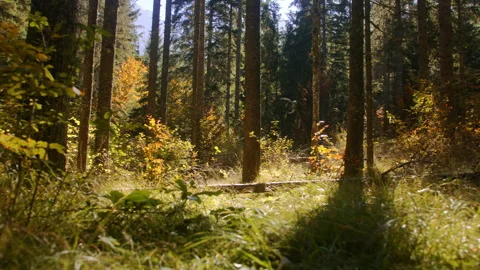 Sunlit Alpine forest Stock Footage 258936360