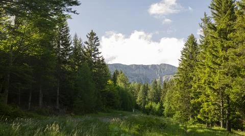 Sunlit Alpine Forest Framing Rugged Limestone Mountain Ridge and Green Mead.. Stock-Fotos