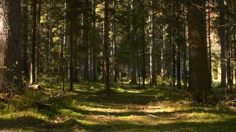Sunlit alpine meadow in a dense pine forest Stock Footage 258929848