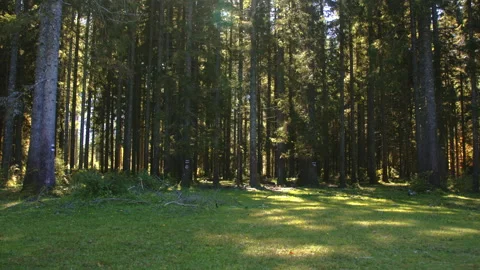 Sunlit alpine meadow surrounded by tall trees Stock Footage 258957729