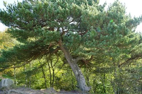 Sunlit Ancient Pine Tree With Gnarled Roots In Black Rocks Cromford Derbyshire Stock Photos