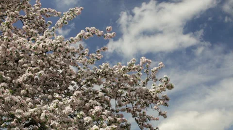 Sunlit apple branches with splendid pink blossom 動画素材 39347726